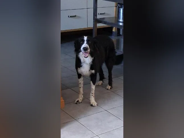 Border Collie Husky thumbnail 6