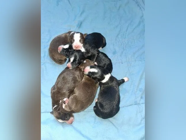 Border Collie Husky thumbnail 2