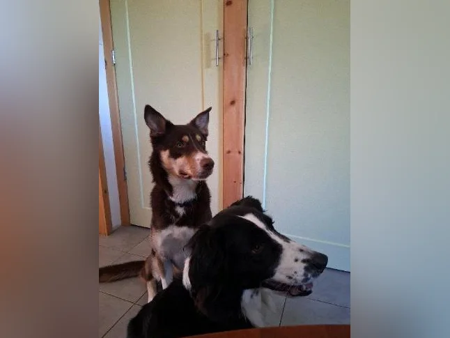 Border Collie Husky thumbnail 5