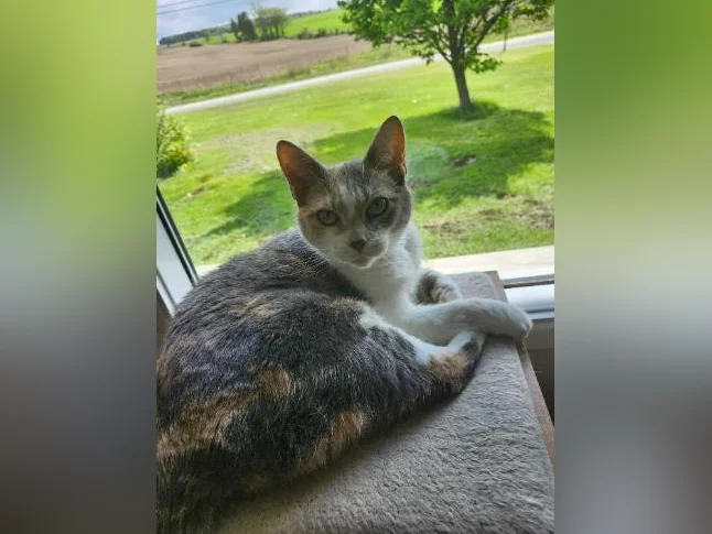 chatte d'espagne avec ces accessoires