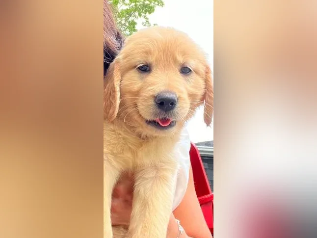 Chiots golden retriever