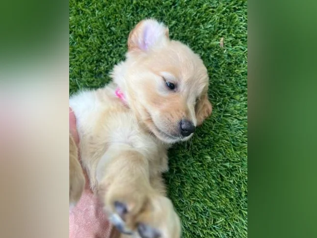 Chiots golden retriever thumbnail 5