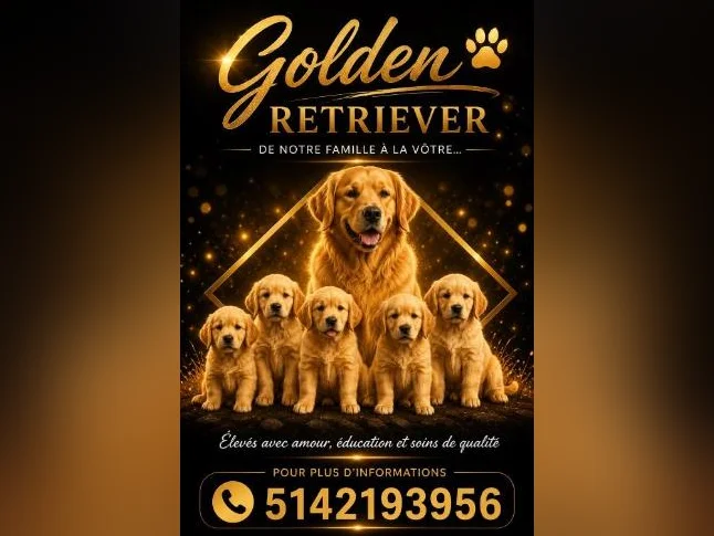 Chiots golden retriever thumbnail 7