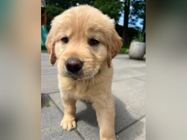Chiots golden retriever thumbnail 9
