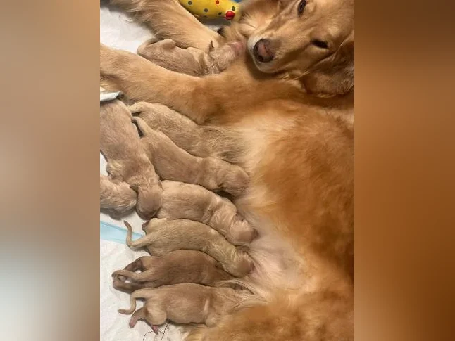 Chiots golden retriever thumbnail 4