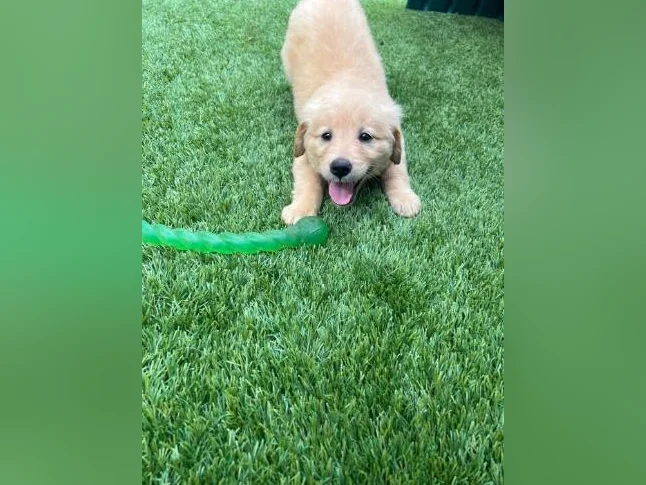 Chiots golden retriever thumbnail 6