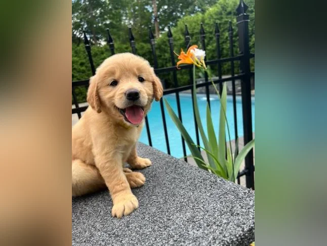 Chiots golden retriever thumbnail 8