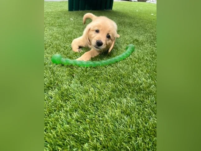 Chiots golden retriever thumbnail 3