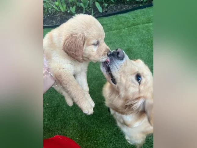 Chiots golden retriever thumbnail 10