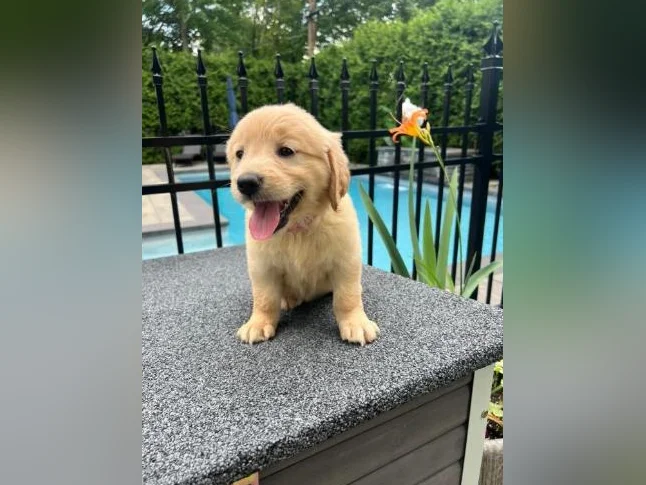Chiots golden retriever thumbnail 2