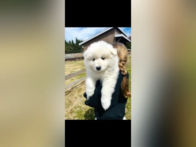 Chiots Samoyède/ puppy samoyed pure race thumbnail 2