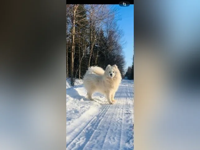 Chiots Samoyède/ puppy samoyed pure race thumbnail 6