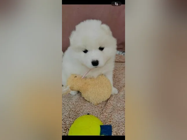 Chiots Samoyède/ puppy samoyed pure race thumbnail 4