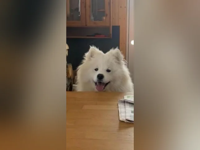 Chiots Samoyède/ puppy samoyed pure race thumbnail 5