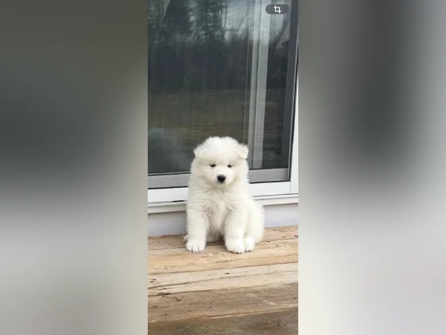 Chiots Samoyède/ puppy samoyed pure race