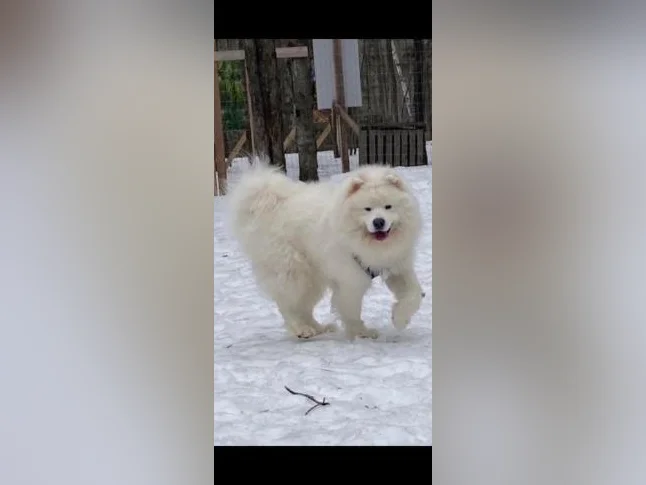 Chiots Samoyède/ puppy samoyed pure race thumbnail 7