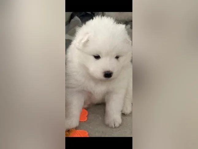 Chiots Samoyède/ puppy samoyed pure race thumbnail 3