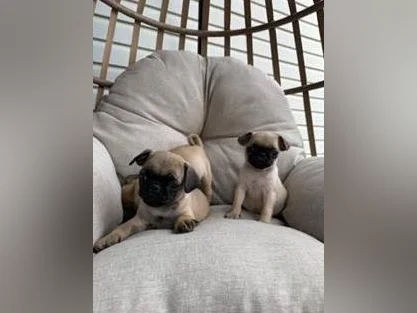 Chiot Pug (Carlin) thumbnail 8