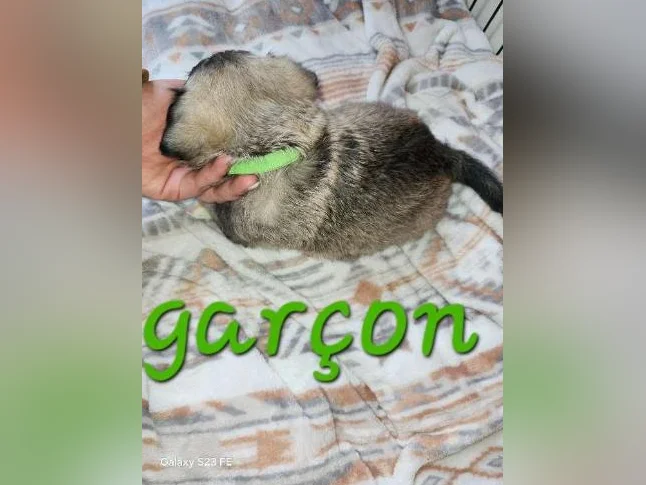 Magnifique pugapoo thumbnail 2