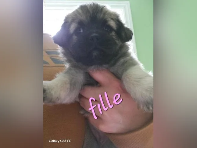 Magnifique pugapoo thumbnail 9