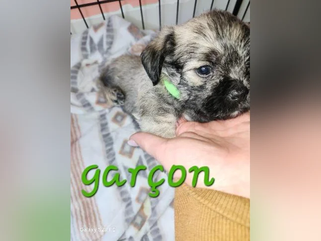 Magnifique pugapoo