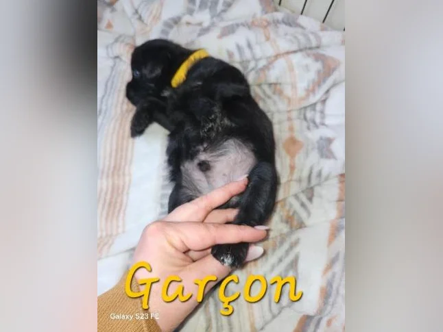 Magnifique pugapoo thumbnail 5