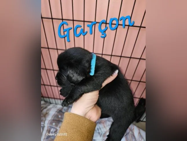 Magnifique pugapoo thumbnail 7
