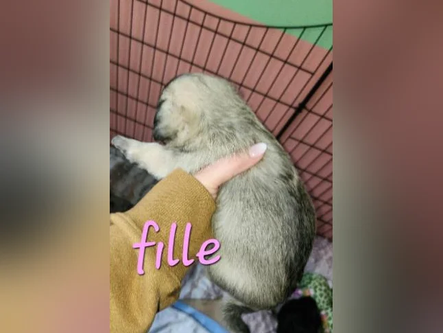 Magnifique pugapoo thumbnail 10