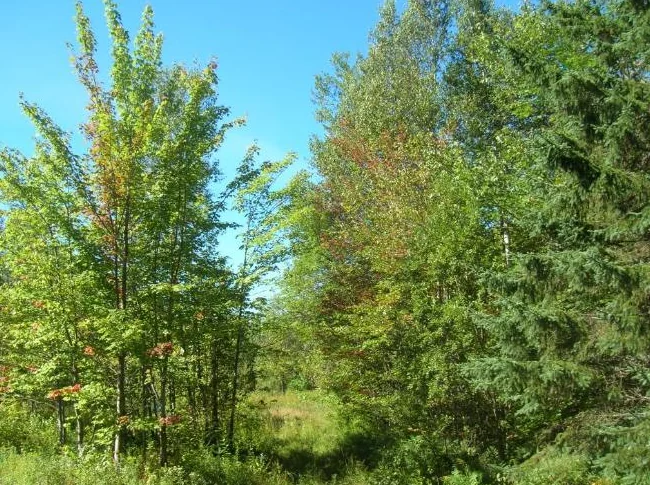 Terrain de villégiature – 10,5 acres zoné blanc