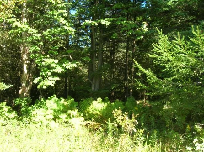 Terrain de villégiature – 10,5 acres zoné blanc thumbnail 5