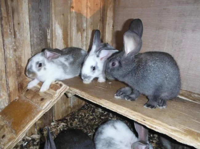 bébé lapin de 6 semaine A $10.ch thumbnail 2