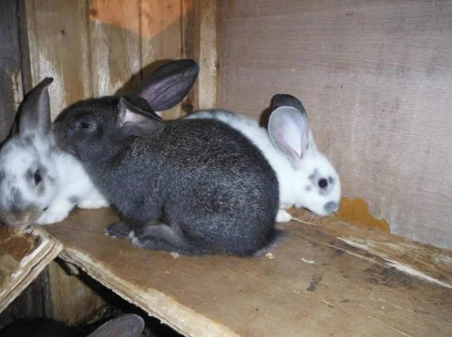 bébé lapin de 6 semaine A $10.ch