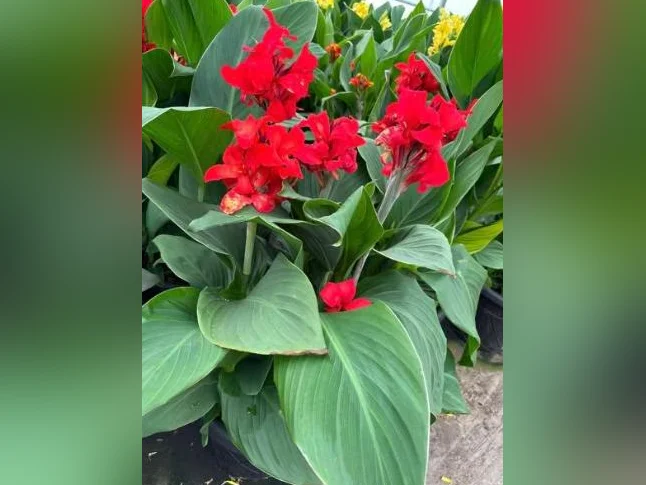 Cana ( Vert ) Fleur Rouge 5$/ch ``Fire Dragon`` Vaut 30$ et plus en Pépinière   -Cana Vert à Fleur Rouge thumbnail 5