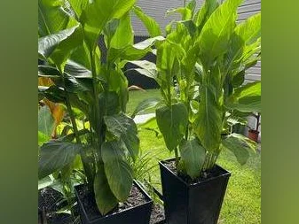Cana ( Vert ) Fleur Rouge 5$/ch ``Fire Dragon`` Vaut 30$ et plus en Pépinière   -Cana Vert à Fleur Rouge thumbnail 3