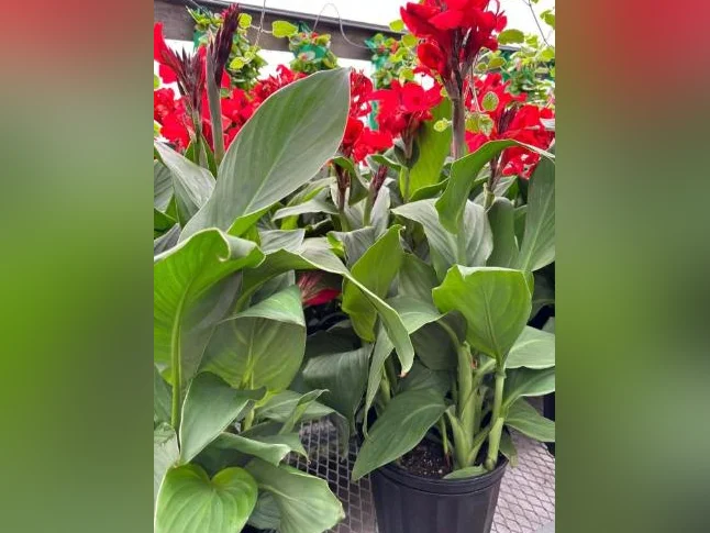 Cana ( Vert ) Fleur Rouge 5$/ch ``Fire Dragon`` Vaut 30$ et plus en Pépinière   -Cana Vert à Fleur Rouge thumbnail 4