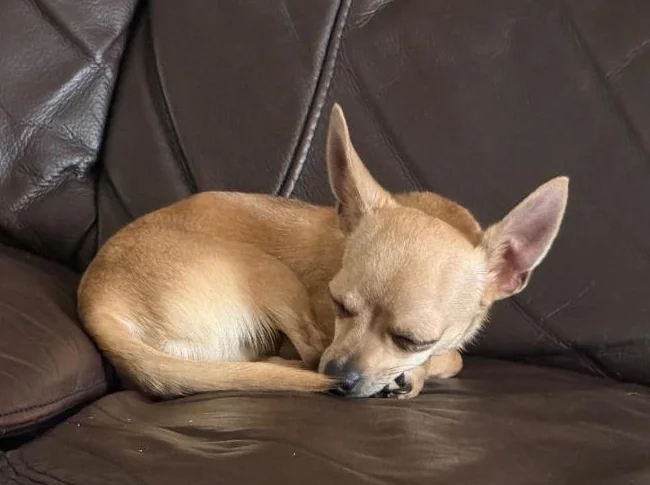 Chihuahua thumbnail 2