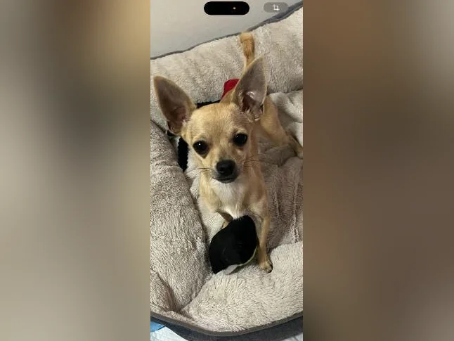 Chihuahua