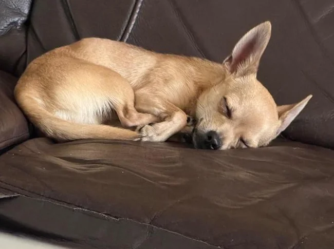Chihuahua thumbnail 4