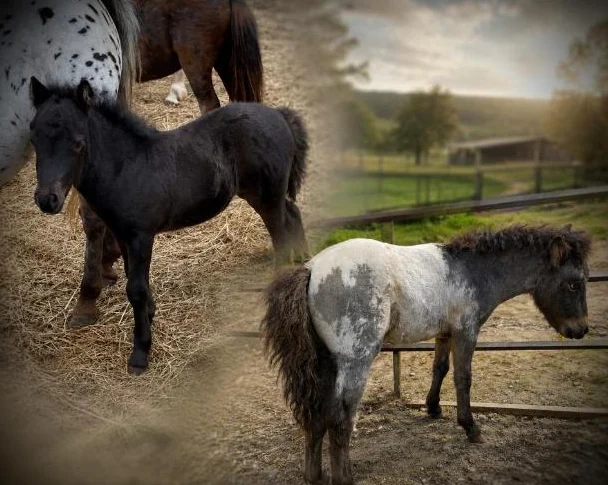 Poulains et pouliches disponibles thumbnail 2