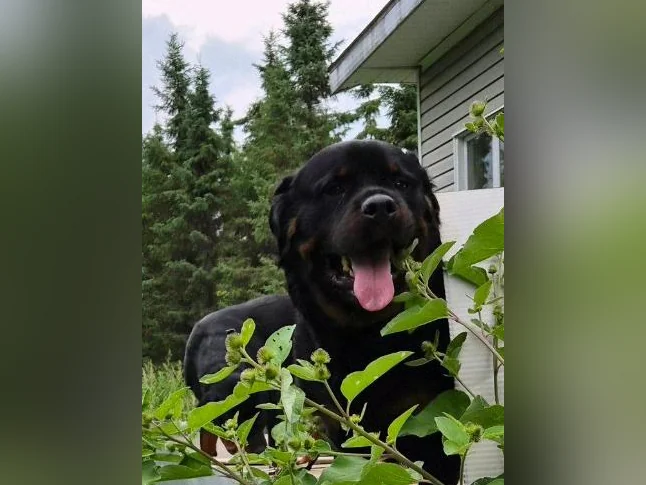Chiots rottweiler thumbnail 3