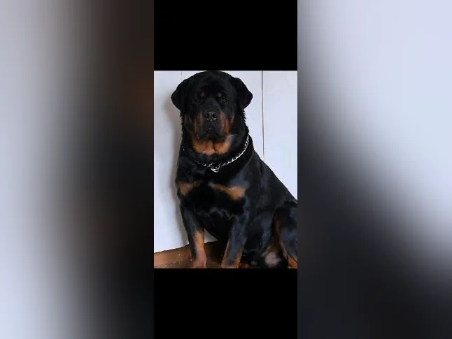 Chiots rottweiler thumbnail 5