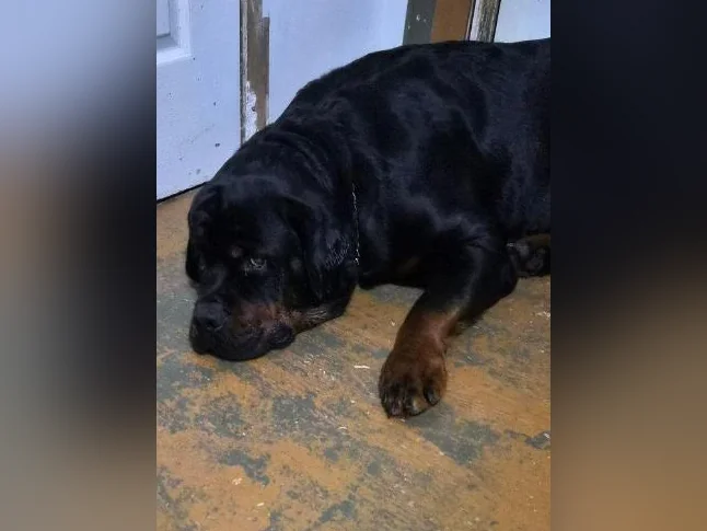 Chiots rottweiler thumbnail 6
