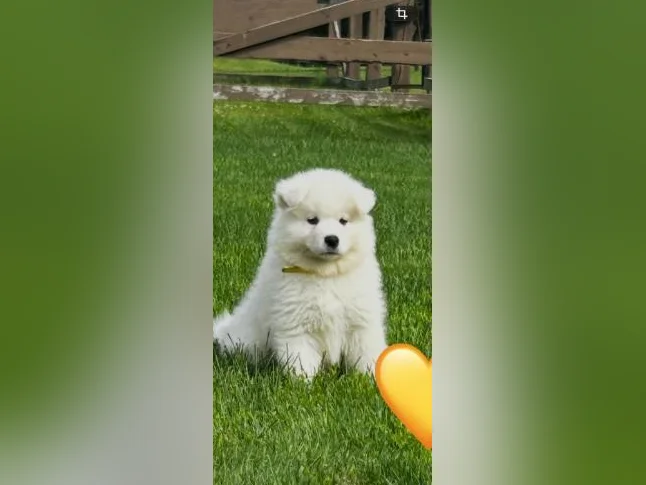 Chiots Samoyède/ puppy samoyed prêt à l'adoption 2 femelles thumbnail 7