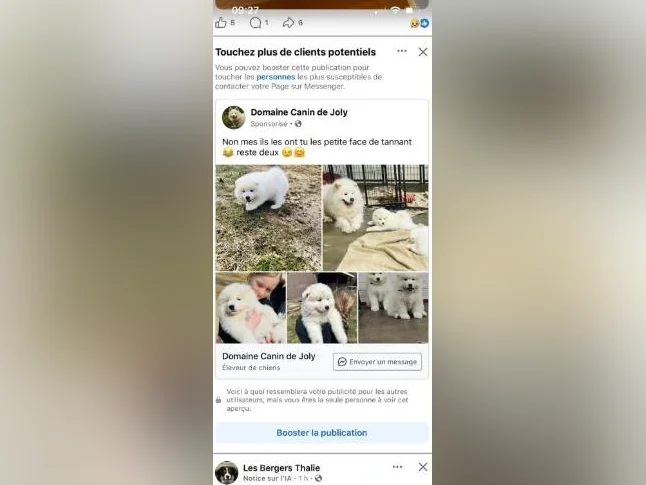 Chiots Samoyède/ puppy samoyed prêt à l'adoption 2 femelles thumbnail 6