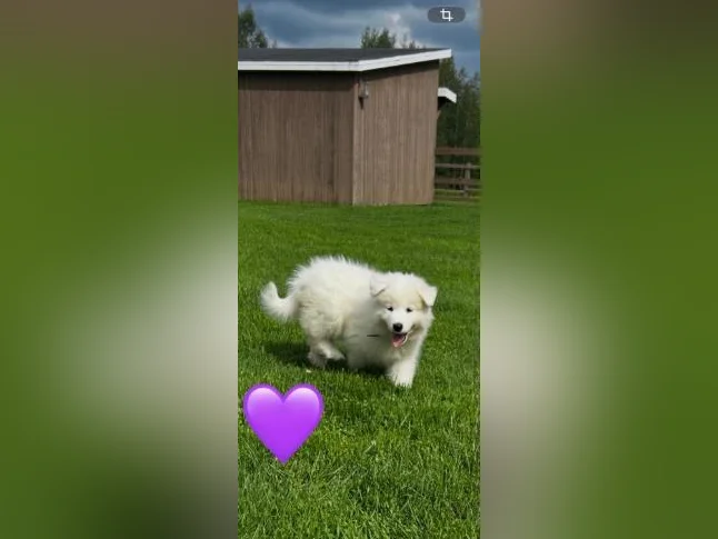Chiots Samoyède/ puppy samoyed prêt à l'adoption 2 femelles thumbnail 10