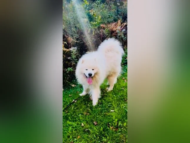 Chiots Samoyède/ puppy samoyed prêt à l'adoption 2 femelles thumbnail 3