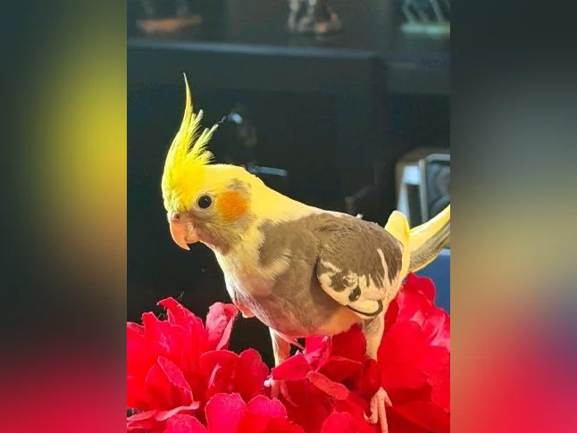 Oiseau à vendre