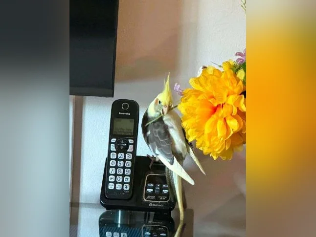 Oiseau à vendre thumbnail 2