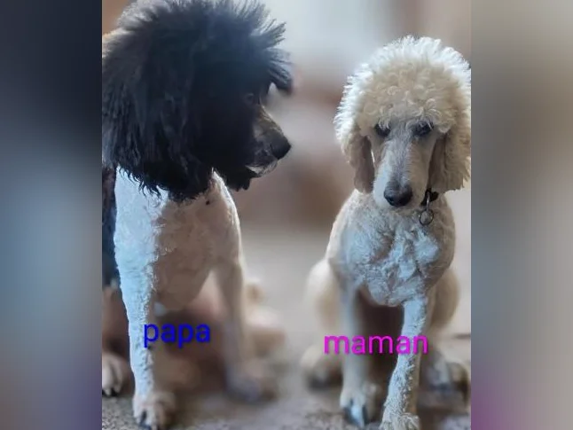 Beaux bébés Doodle a vendre appel moi (418)665-1490 pour réponse rapide merci beaucoup thumbnail 2