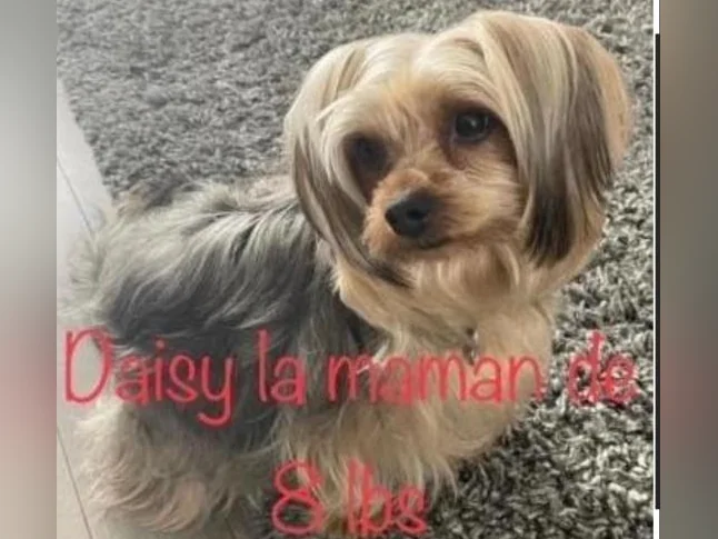 💖 Réservations ouvertes pour notre prochaine portée de Yorkshire 💖 🐶 thumbnail 4